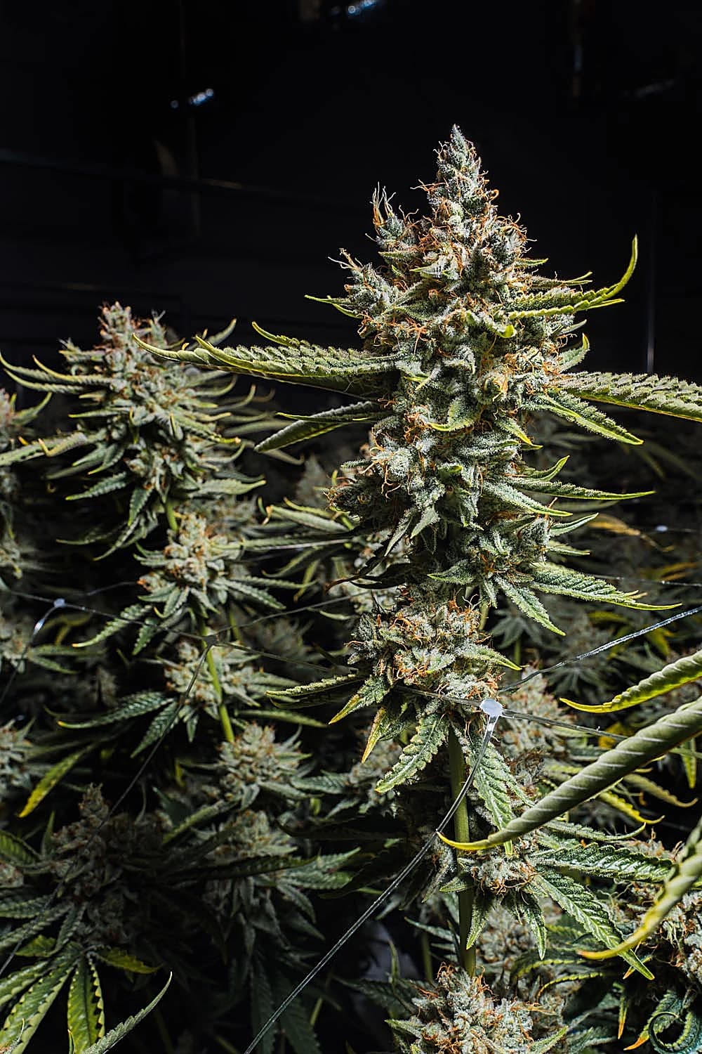 Sitka Legends cultivation