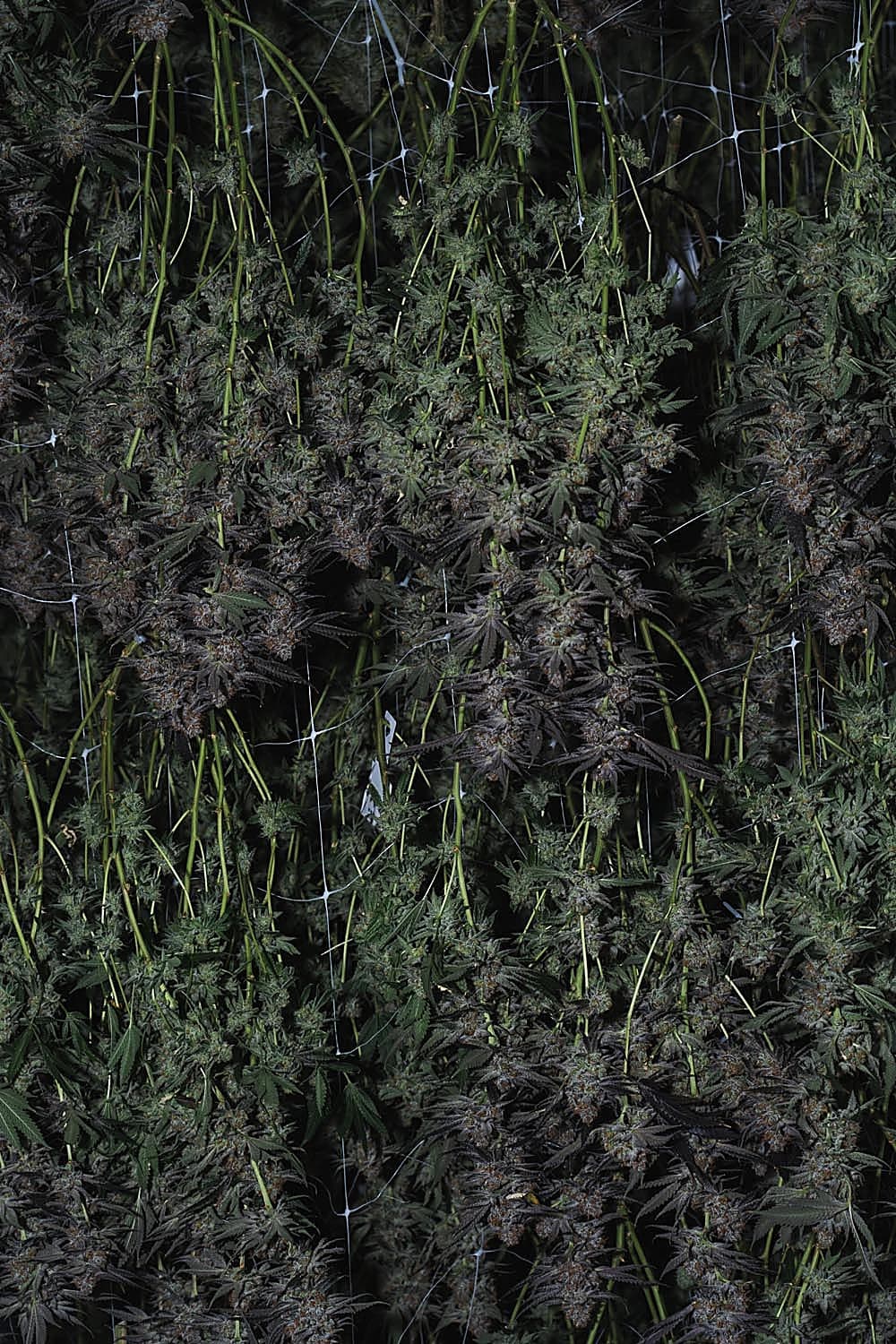 Quadessence cultivation