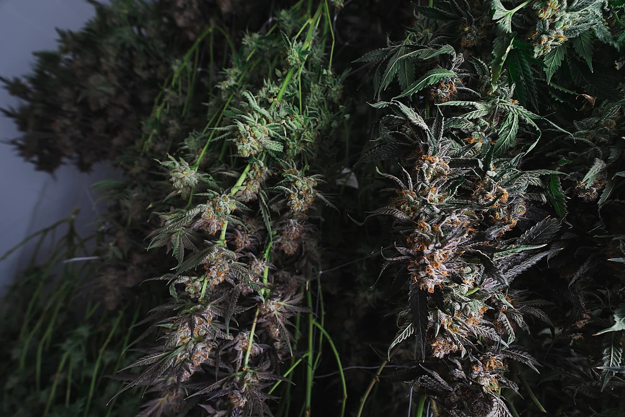 Quadessence cultivation