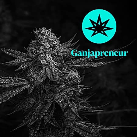 Sitka Legends: Elevating BC Cannabis