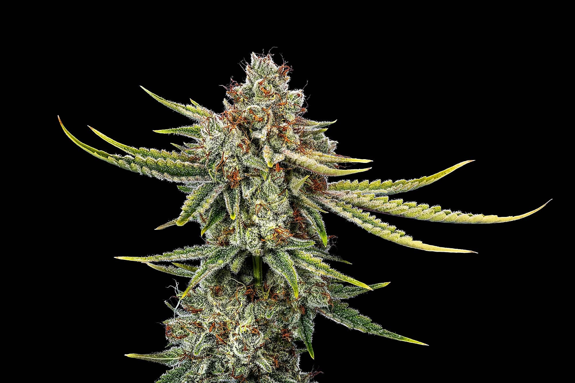 Cannabis close-up