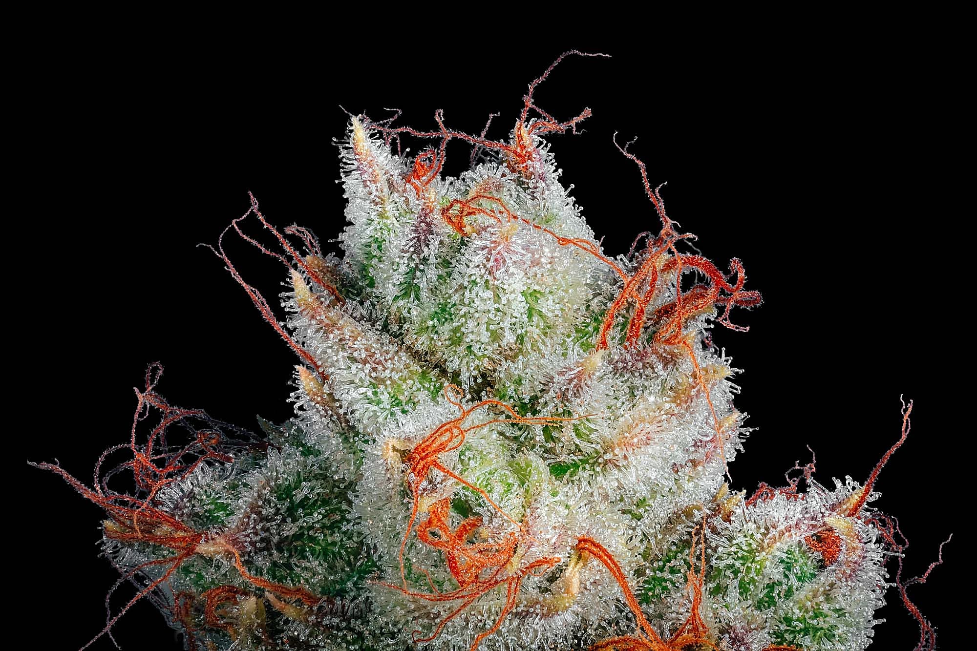 Cannabis flower